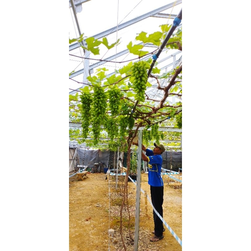 Adelonz Pupuk Plasma - Pupuk Generatif Anggur/Pelebat Pohon Anggur