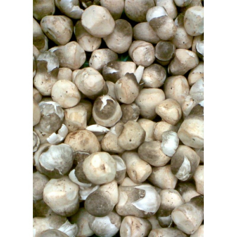

JAMUR MERANG _ 200gr
