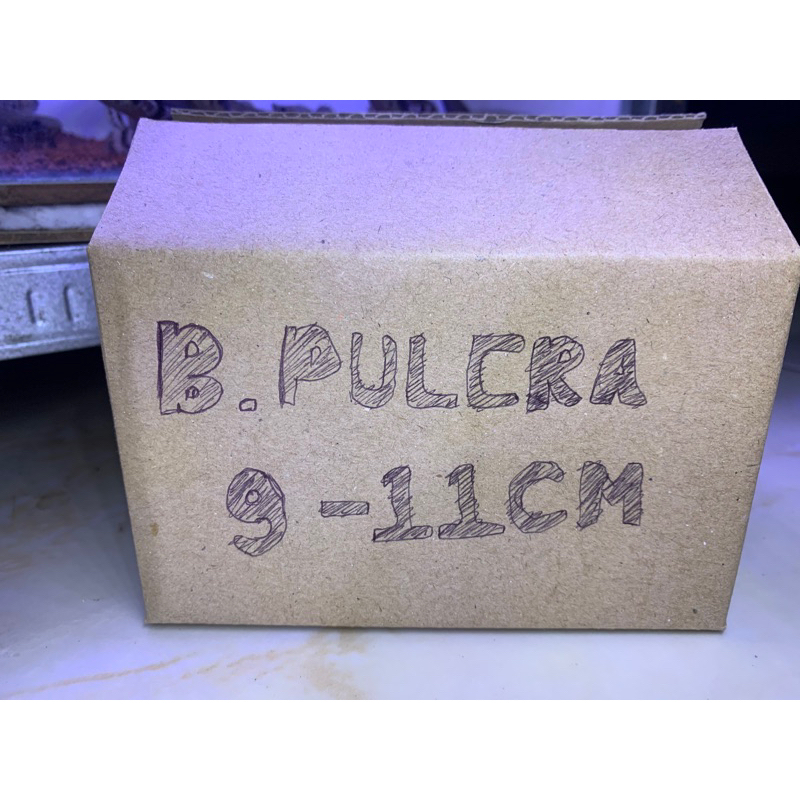 

Kardus Pulchra 9-11cm