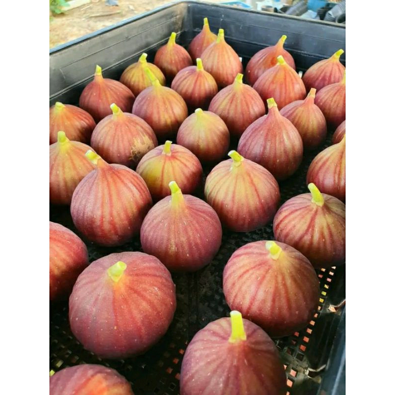 

Buah tin | ara | fings Yordania [1/2kg] fresh