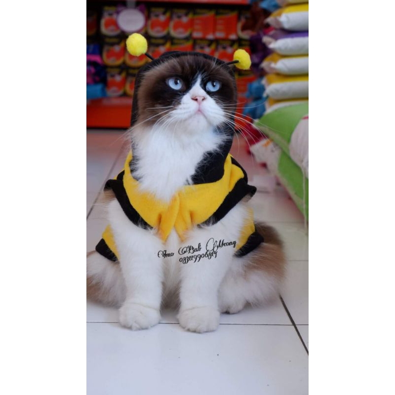 baju kucing lebah