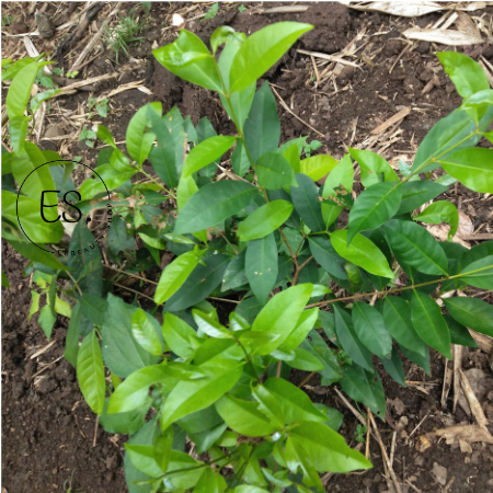 

Daun Salam Segar 100 gr