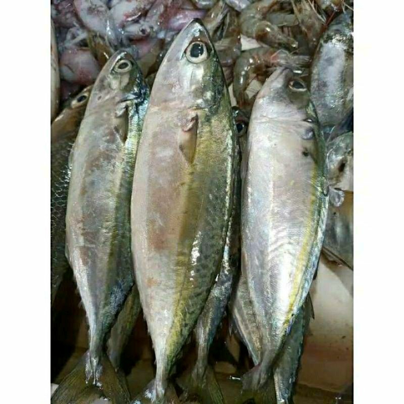 

IKAN KEMBUNG BANJAR _ 500GR