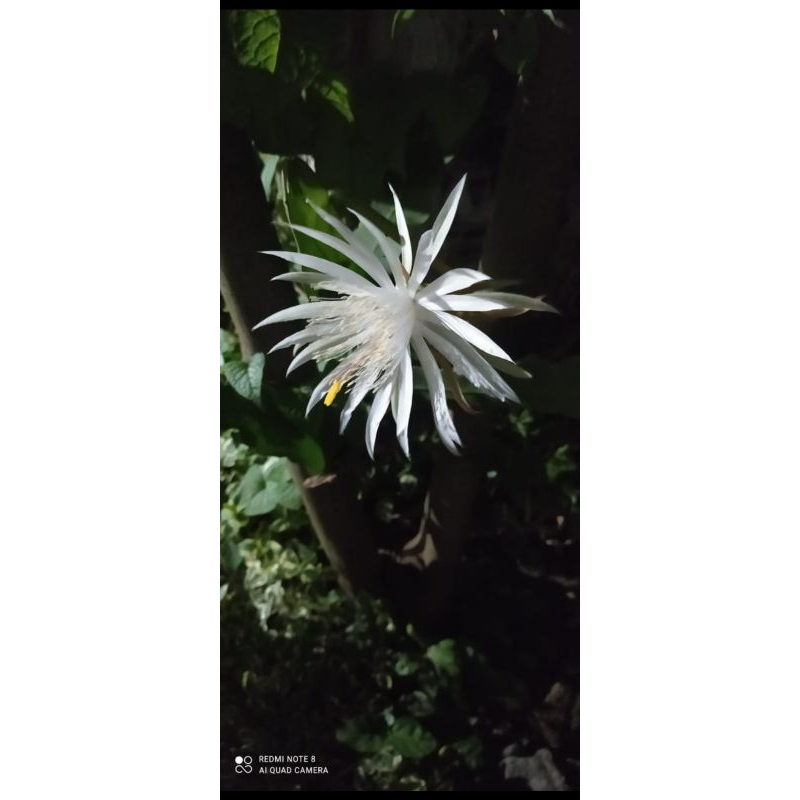 Tanaman Bunga Wijaya Kusuma Putih(daun lebar/besar) bibit wijaya kusuma putih bibit bunga wijaya kus