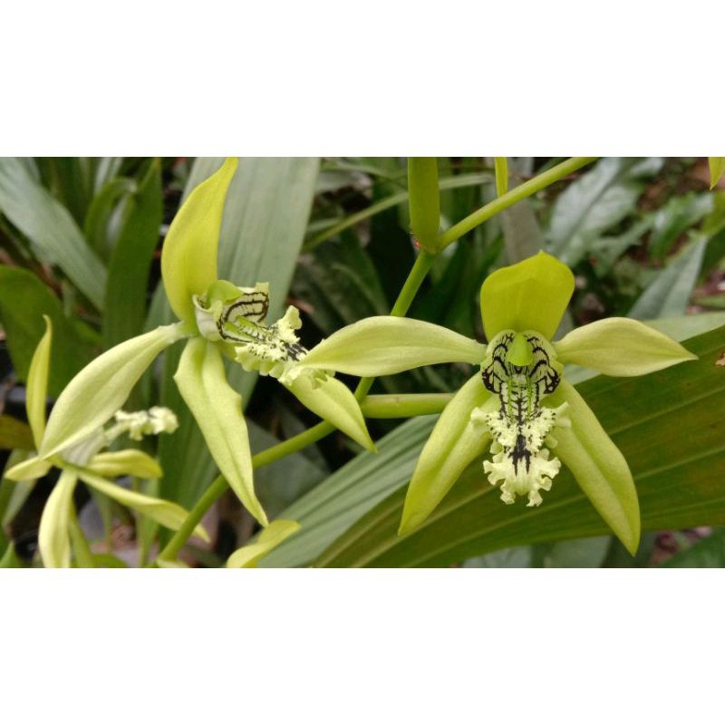 Coelogyne pandurata (Anggrek Hitam)