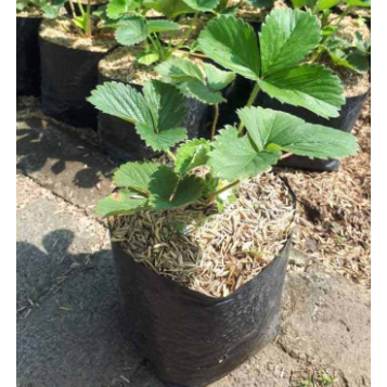 Bibit Stroberi Kalifornia Jumbo Manis Kualitas Unggulan