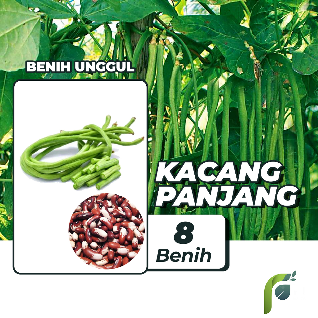 Benih Bibit Kacang Panjang 8 Benih Seribuan PG KDR