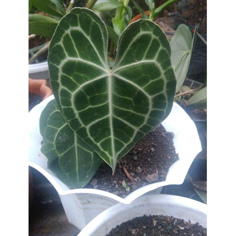 tanaman hias,kuping gajah karet, tarantula,kuping gajah mini,anakan