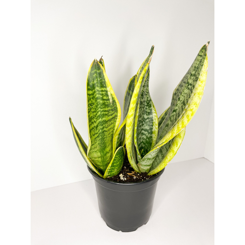 Tanaman Hias Sansevieria futura superba chinese