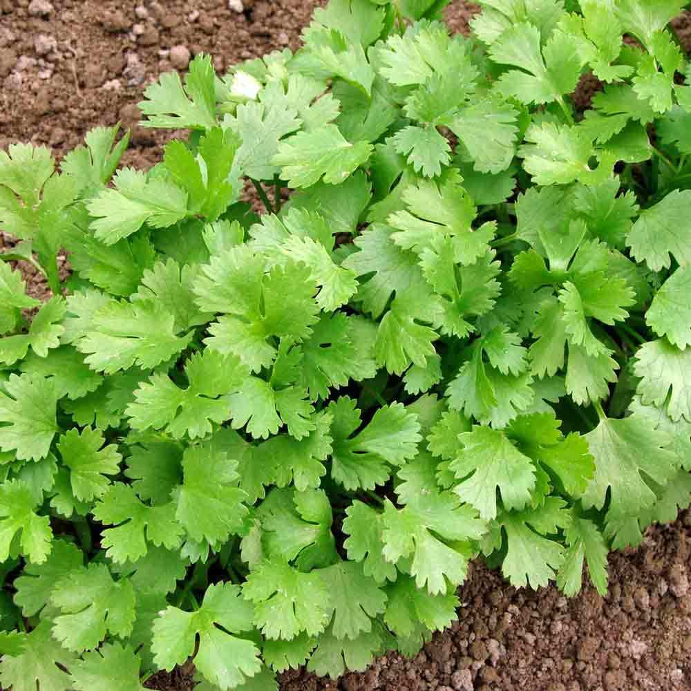 Benih Bibit Biji - Coriander Slow Bolt Cilantro Wan Sui Seeds - IMPORT