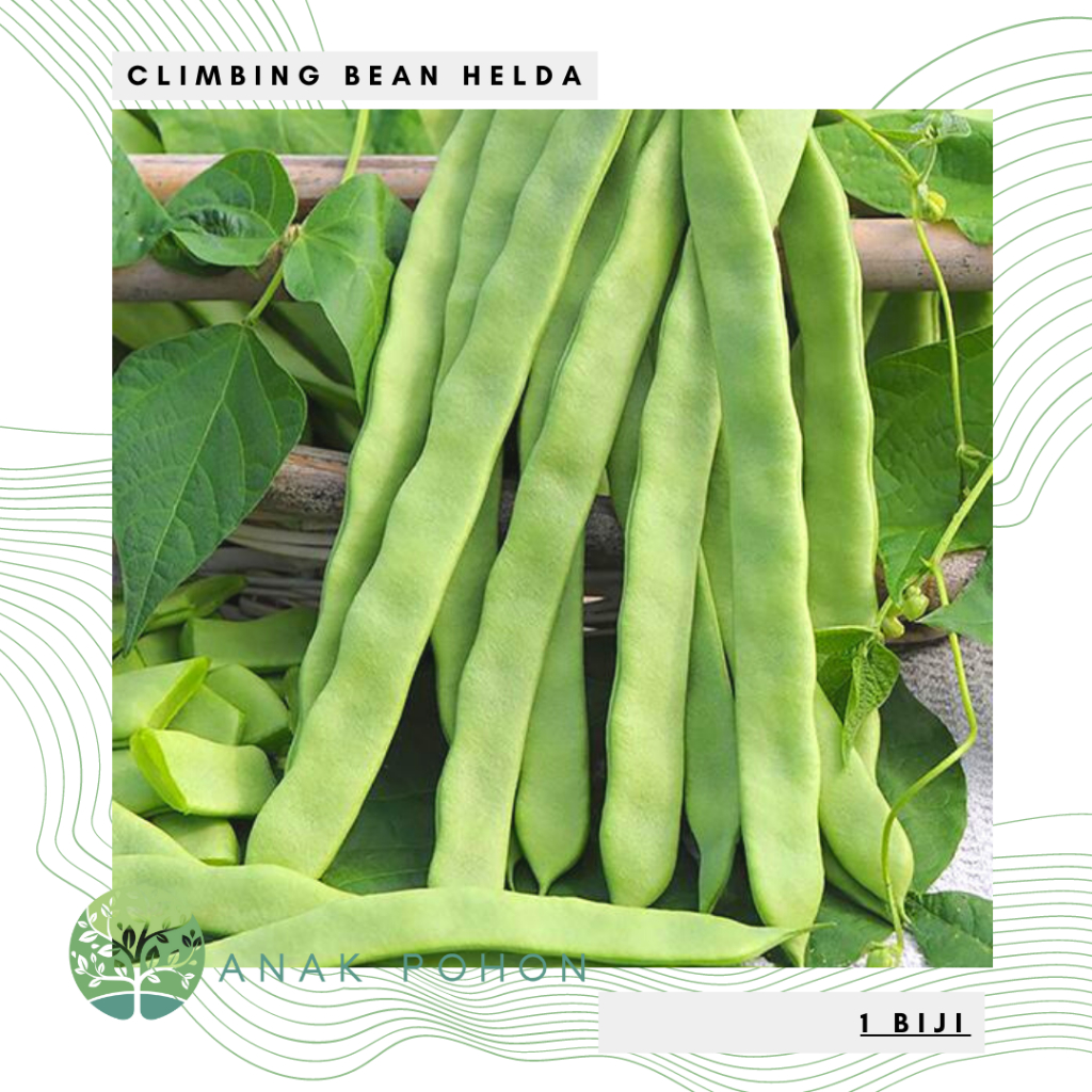 Benih Bibit Biji - Climbing Bean Helda Flat Green Beans Buncis Pipih Perancis Seeds - IMPORT