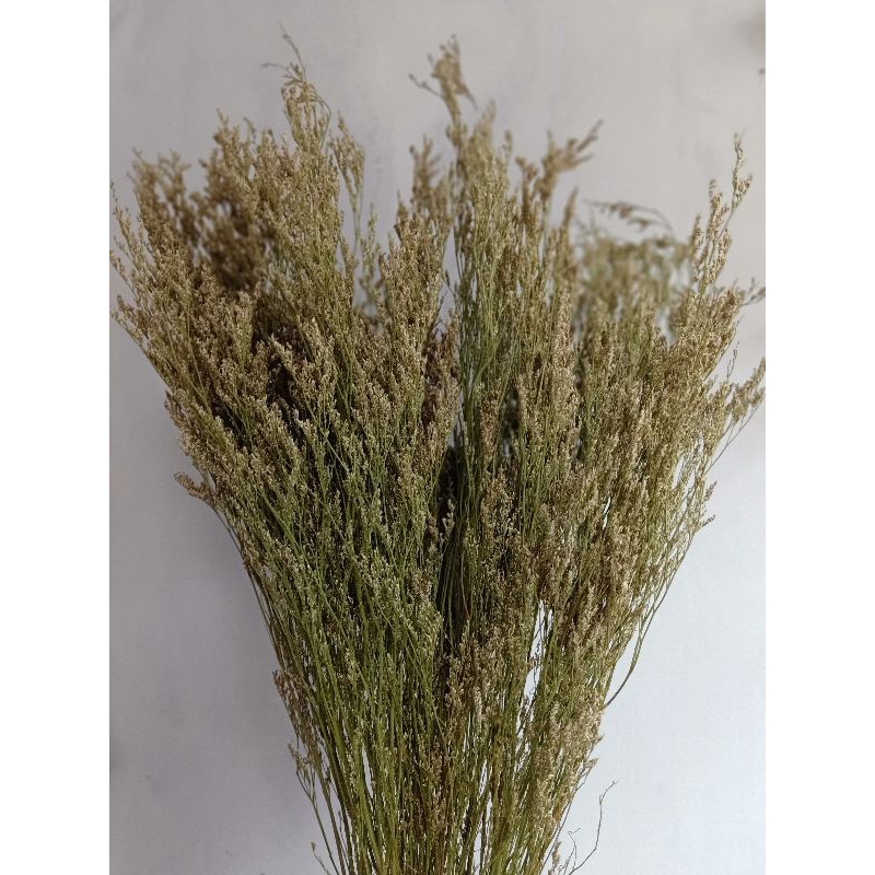 BUNGA CASPEA KERING RUSTIC BUNGA KERING BUNGA