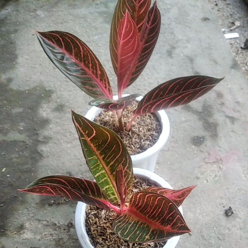 aglonema red Sumatra..