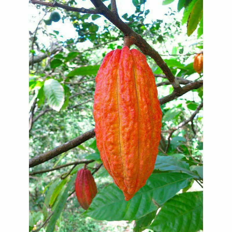 

Buah coklat/buah kakao matang segar dipetik secara langsung