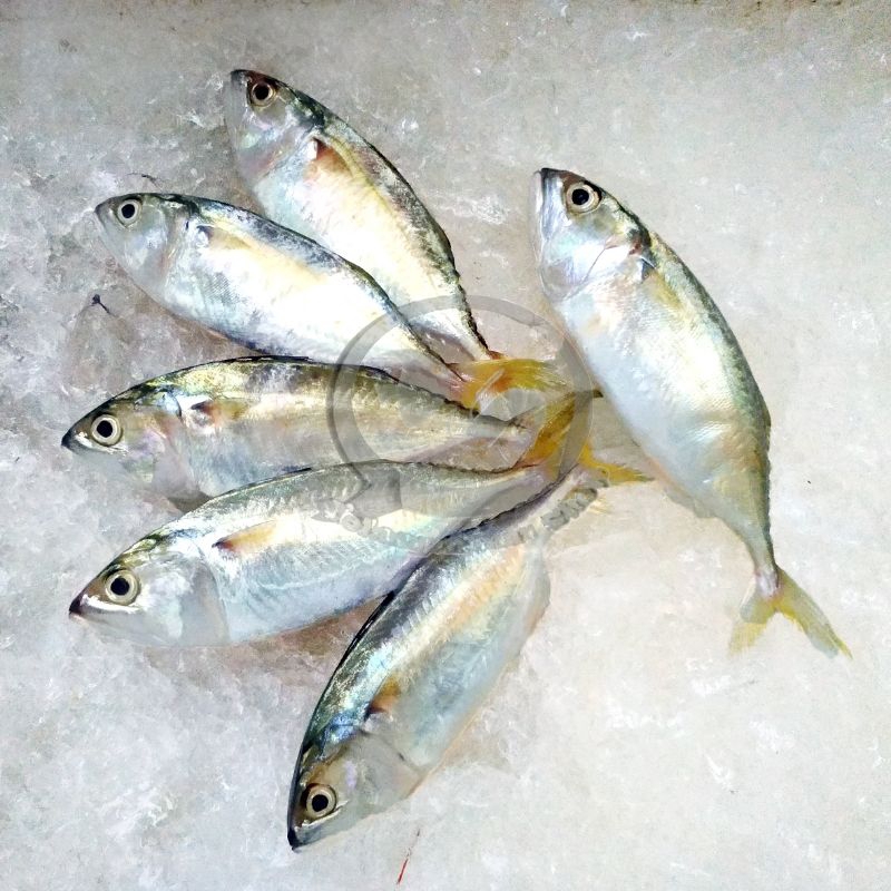 

Ikan Kembung segar 1 kg