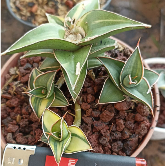 Sanseviera Lavranos Varigata Lapis Jreng/ Sansivera Lavranos Varigata