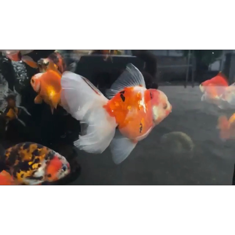 koki oranda rosetail sakura jumbo