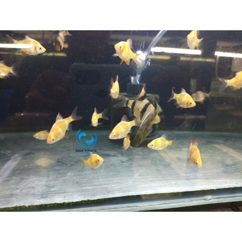

Ikan Tiger Barb Albino