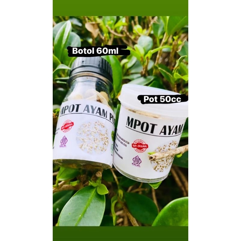 Mpot Ayam Putih Utuh Asli Madura