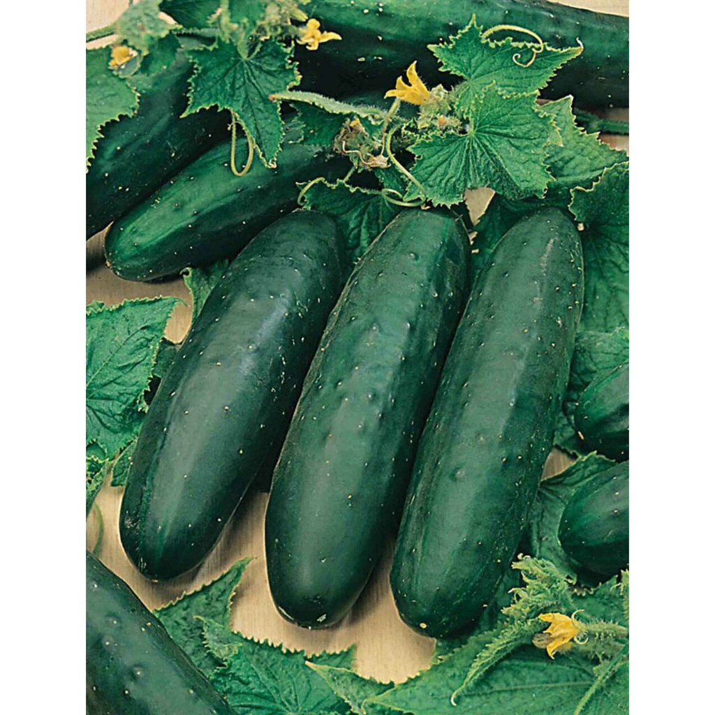 Benih Bibit Biji - Cucumber Marketmore 76 Mentimun Seeds - IMPORT