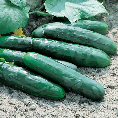 Benih Bibit Biji - Cucumber Marketmore 76 Mentimun Seeds - IMPORT