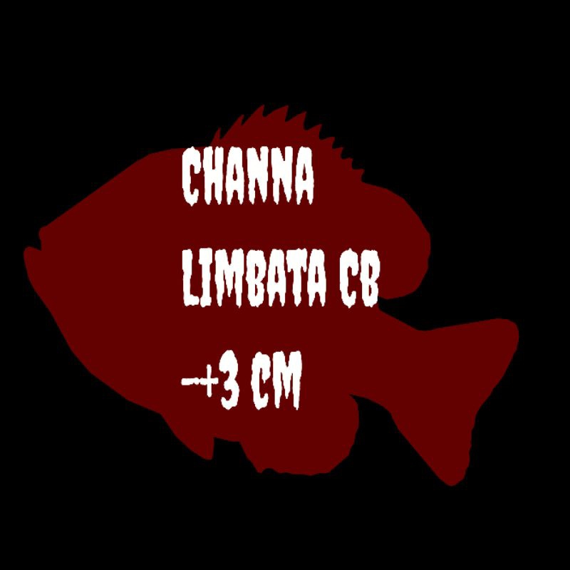 Channa Limbata cb 3-4cm