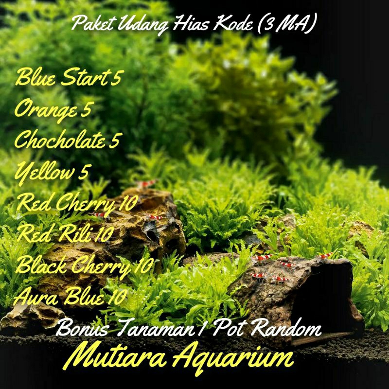 

paket 60+ bonus tanaman hias 1 pot aquarium aquascape