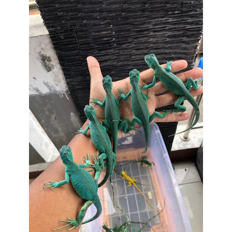 blue iguana baby up 40-45cm