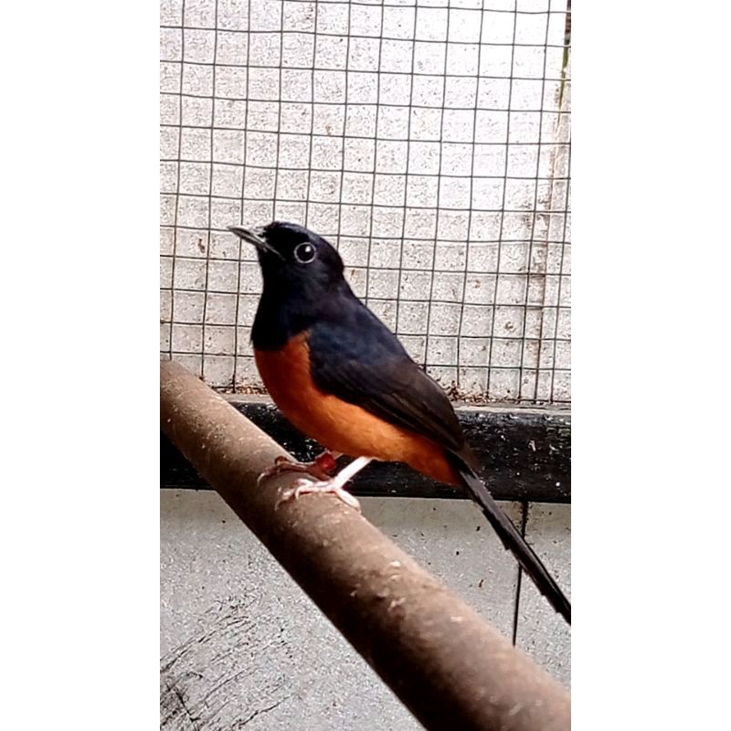 Jual Murai Nias Noktah | Shopee Indonesia