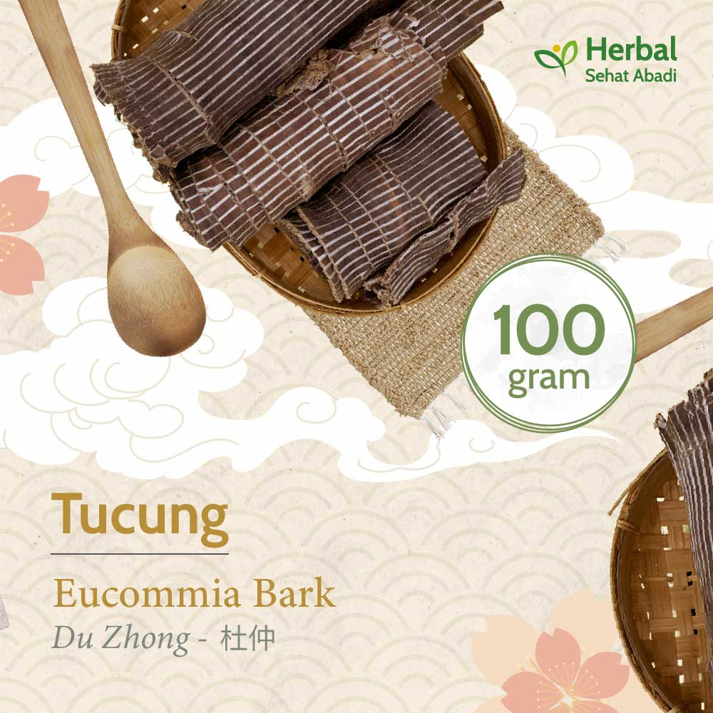 Du Zhong 100 gram / Eucommia Bark / Tucung