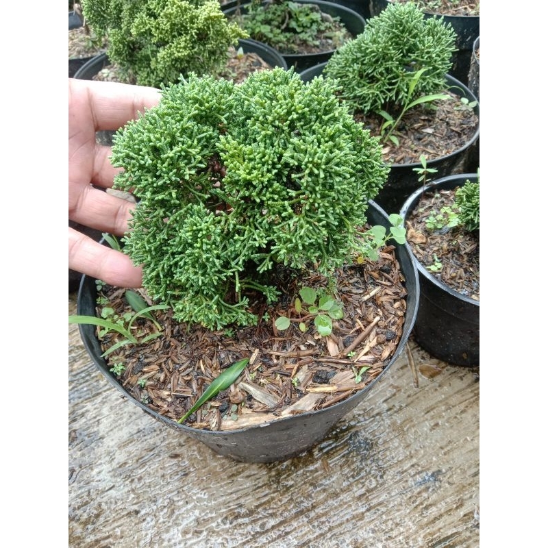 Cemara Sargenti Pingpong/ Kishu/ Juniperus Kishu