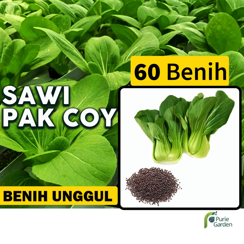 Benih Bibit Sawi Pak Coy 60 Benih Dua Ribuan PG SBY