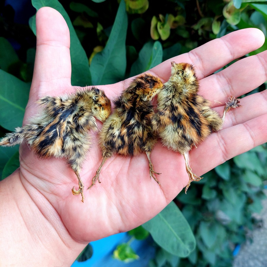 RumahBully Bandung - Adult & Hatchlings Baby Quail Jerky / Dog Snack Treats Burung Puyuh Makanan Cem