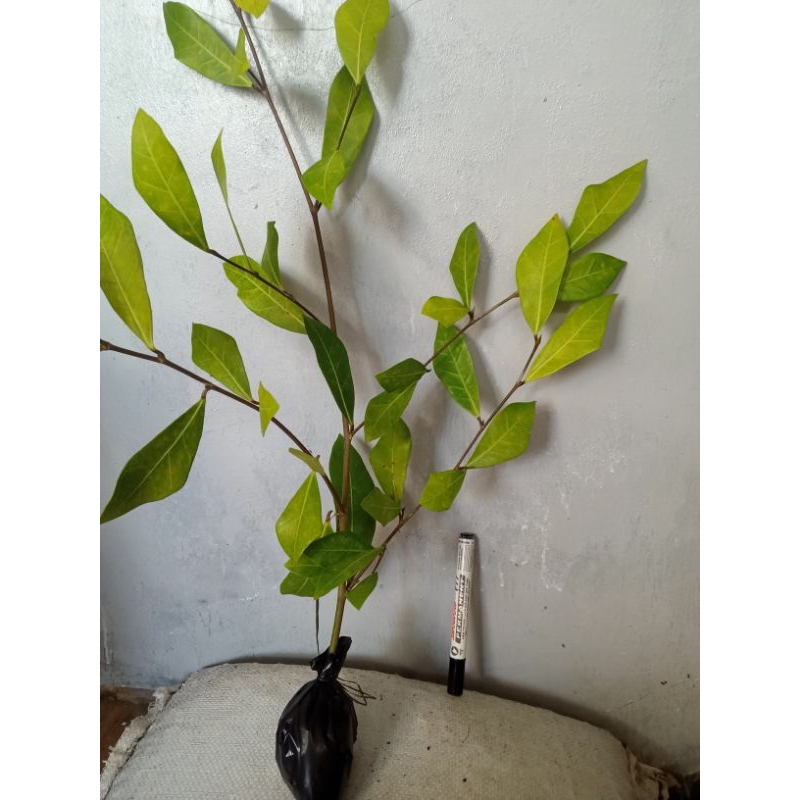 bonsai amplas putih bahan