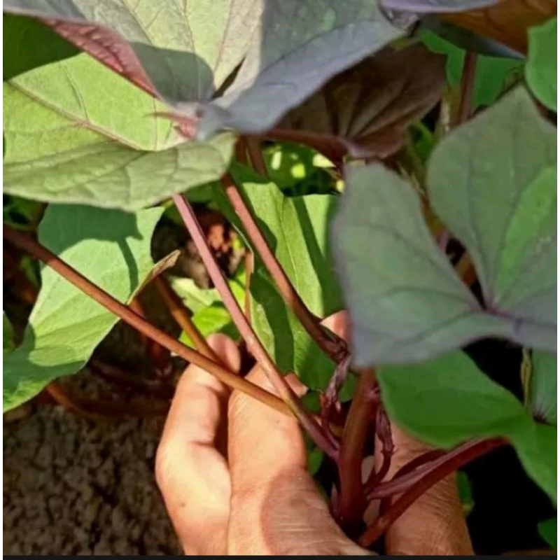 bibit ubi unggu per batang ungu daun ungu