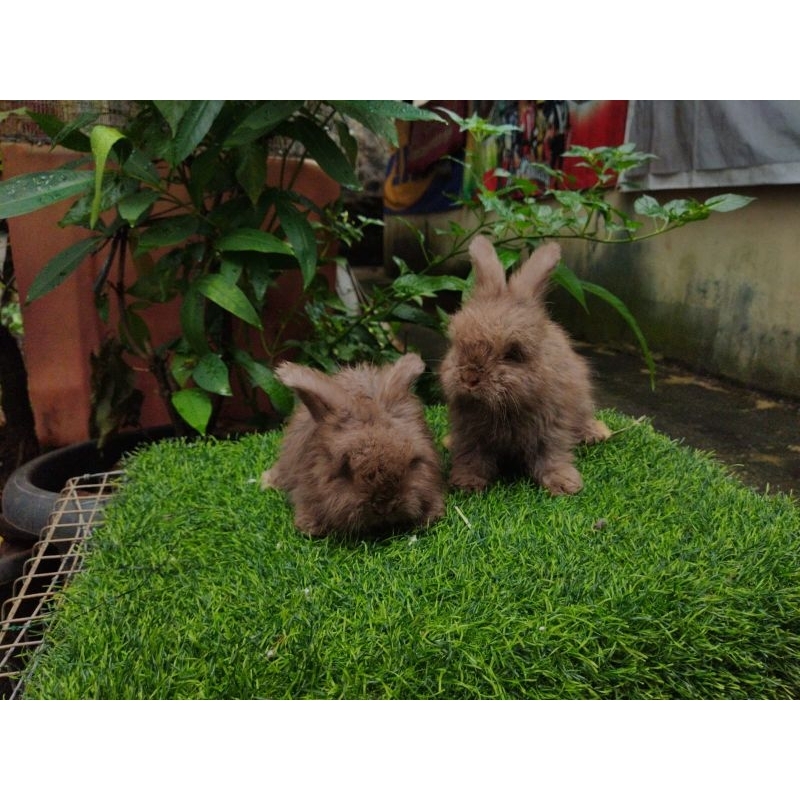 Kelinci English Anggora Coklat
