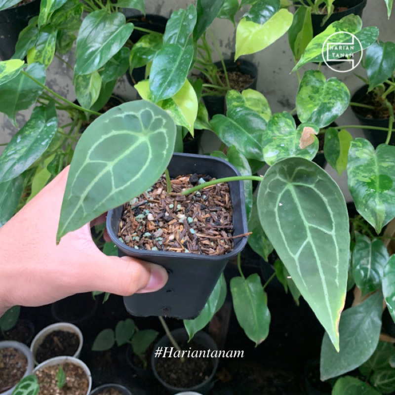 Anthurium Forgetii Ori Equador (Include pot & Media tanam)