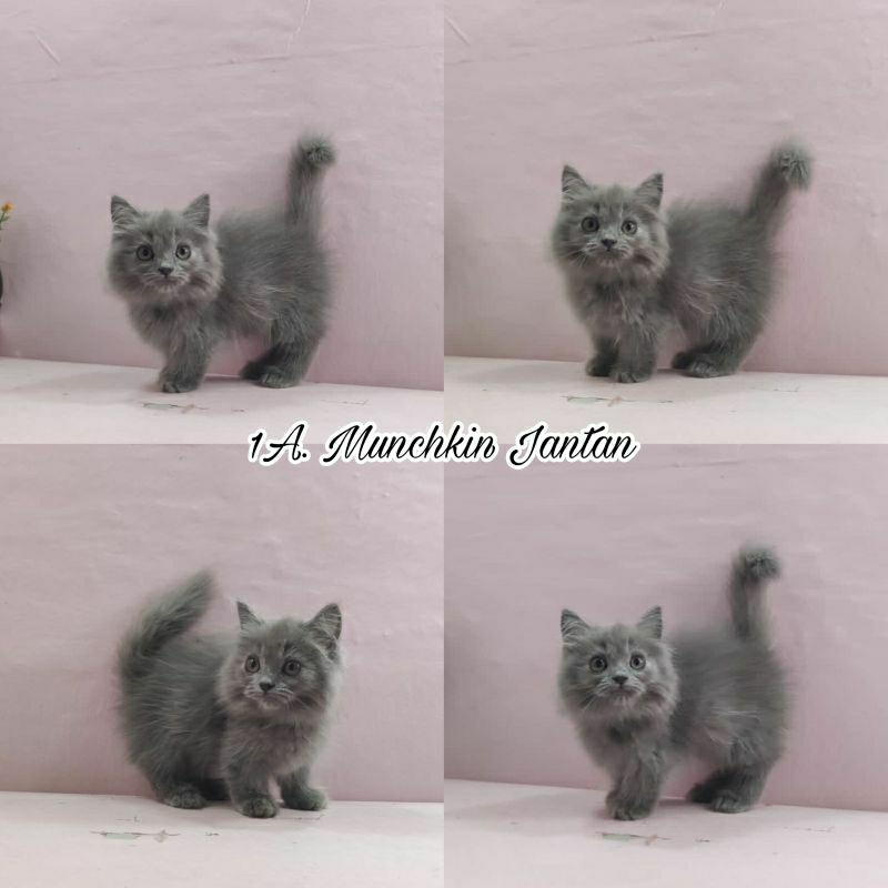 Kucing Munchkin jantan