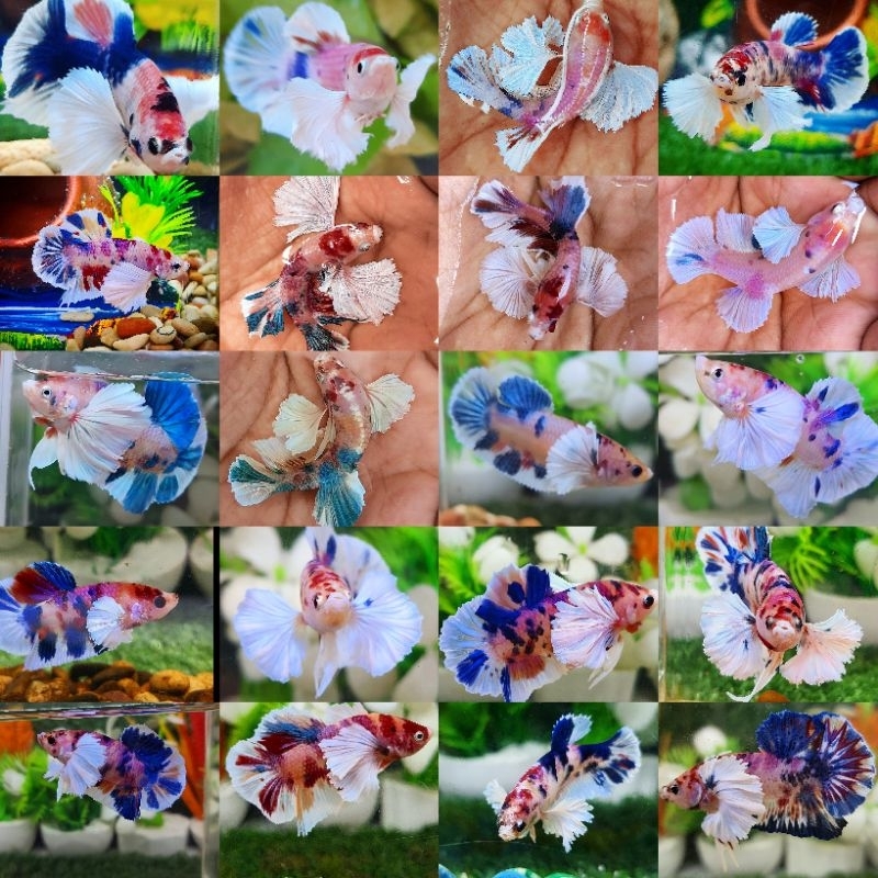 koleksi Plakat dumbo ear multy cupang