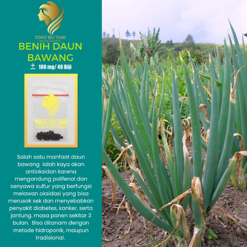 Benih Sayuran Daun Bawang F1 Fragrant Sayuran Loncang Unggul Bibit Sayuran Repack Berkualitas