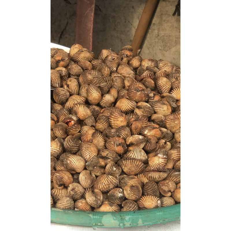 

Kerang dara hidup!!!