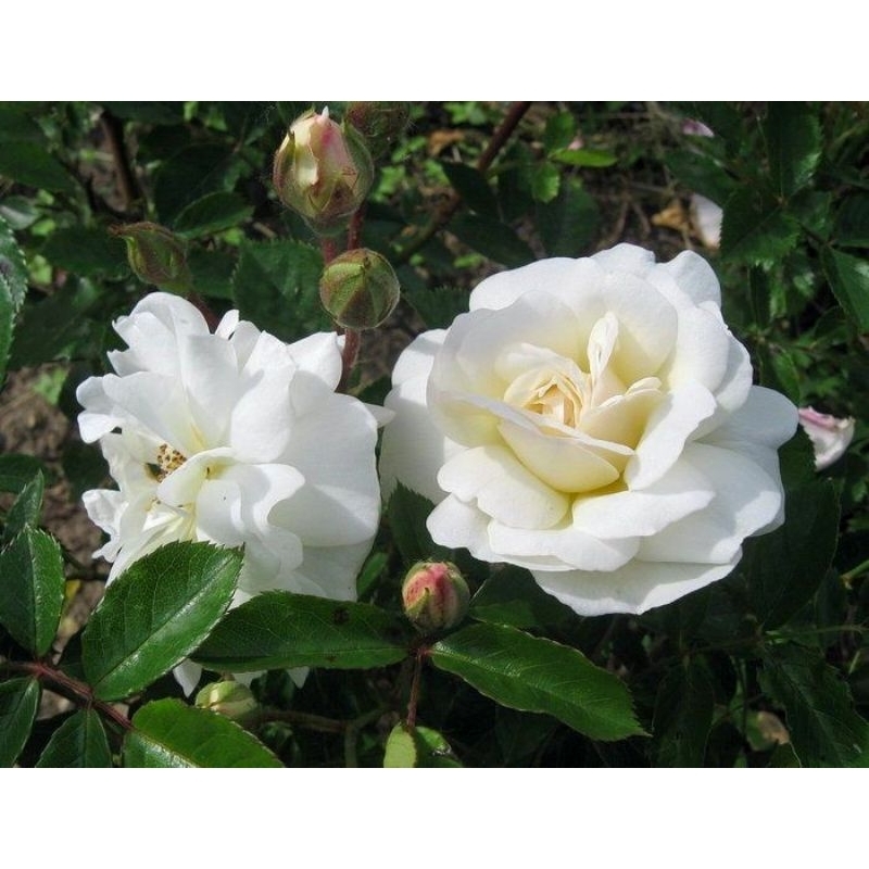 Mawar Prosperity - Mawar putih