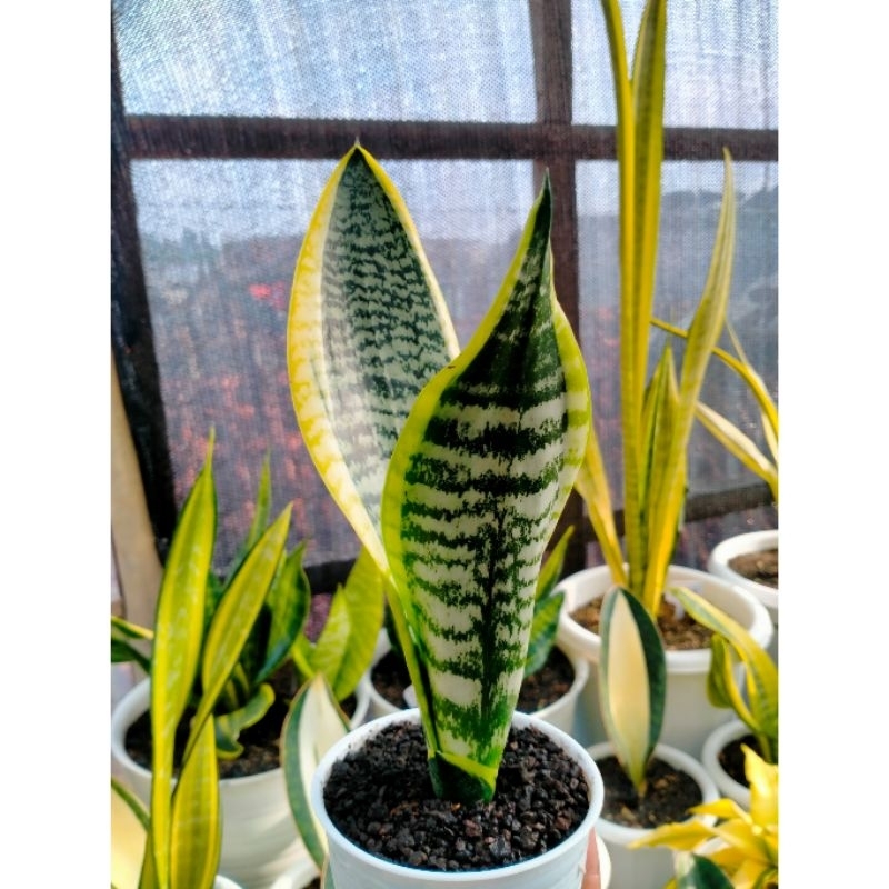Sansevieria Futura Superba