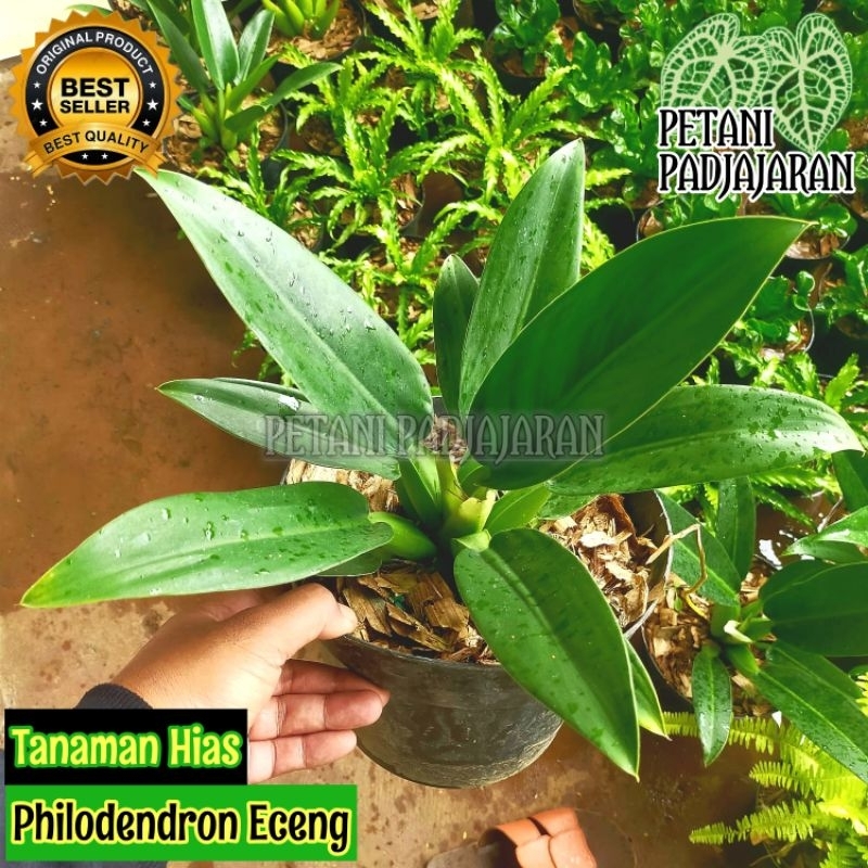 Tanaman Hias Philodendron Eceng - Philo Eceng