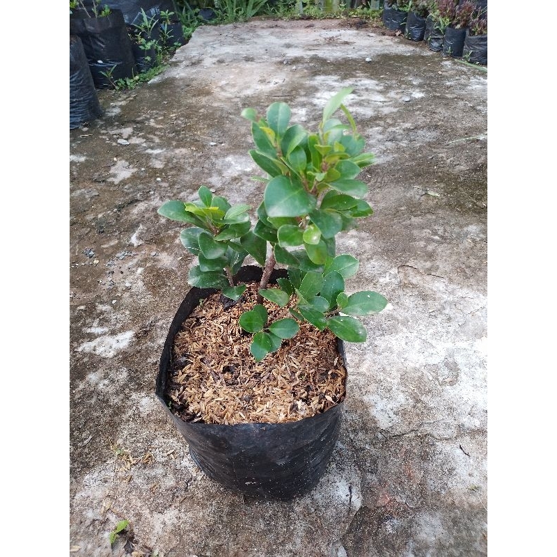 Bibit tanaman beringin ficus compakta bahan bonsai
