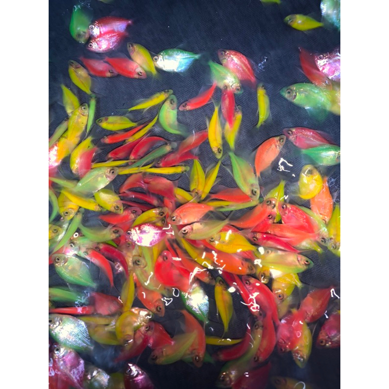 

IKAN GLOUFISH PAKETAN 10 EKOR UKURAN KUKU JEMPOL