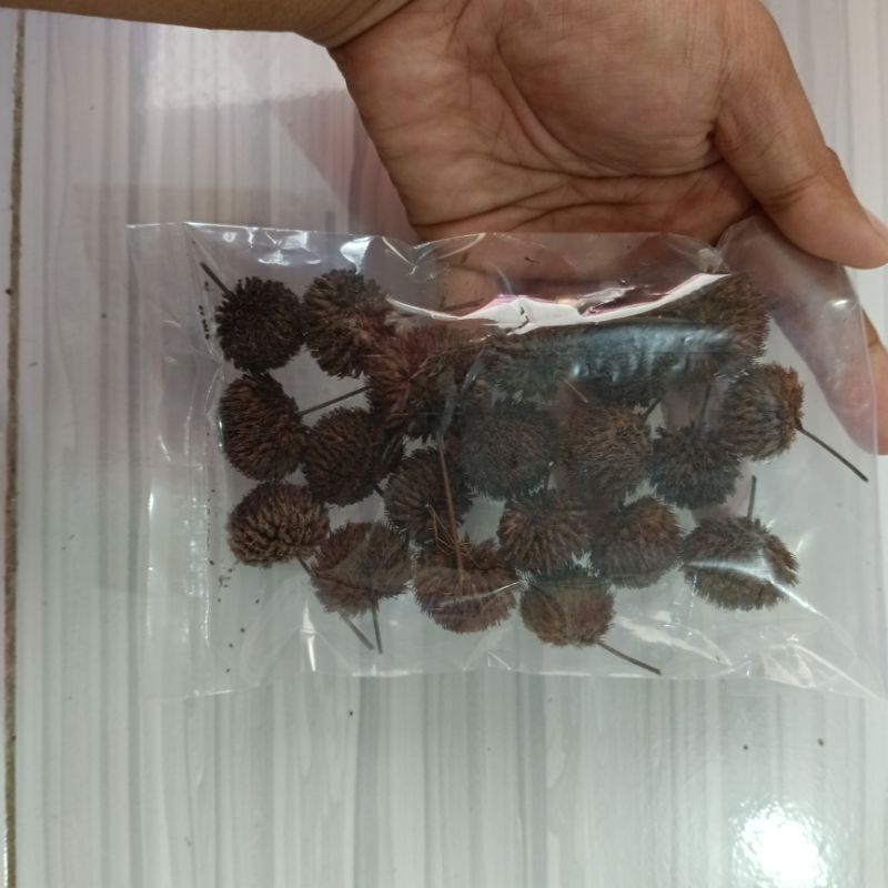 Termurah bunga pompom, pompom kering