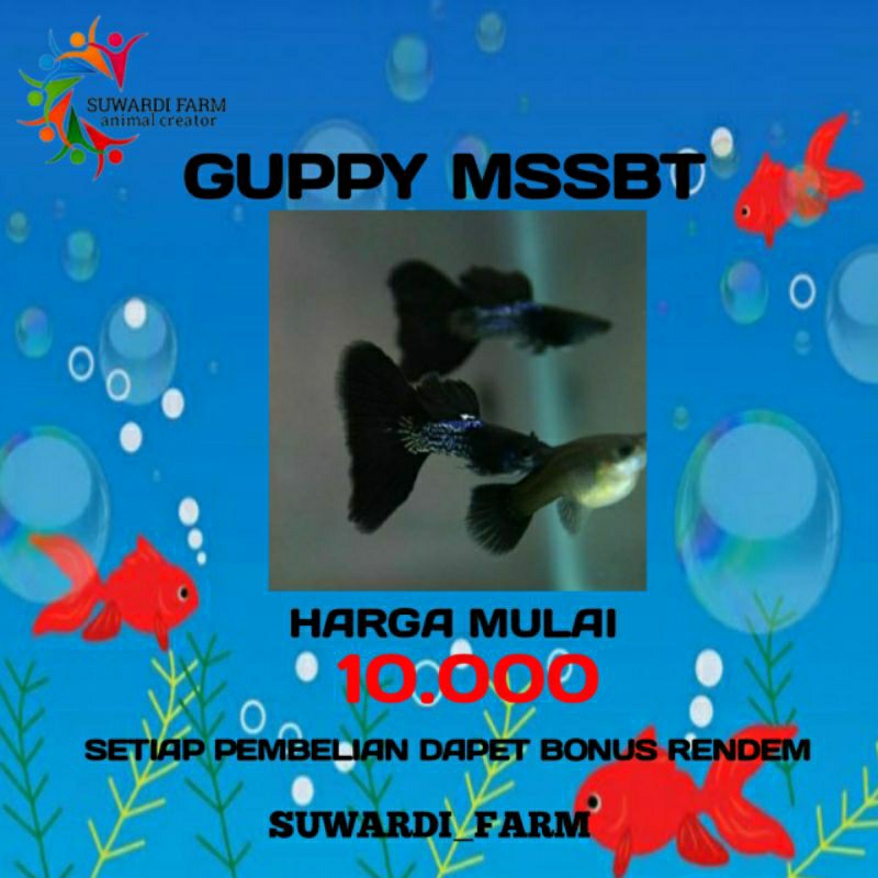 aksesoris Akwarium (Guppy MSSBT)