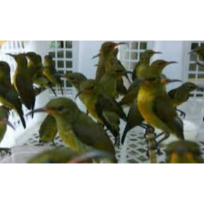 King Konin Ijoan Palmerah