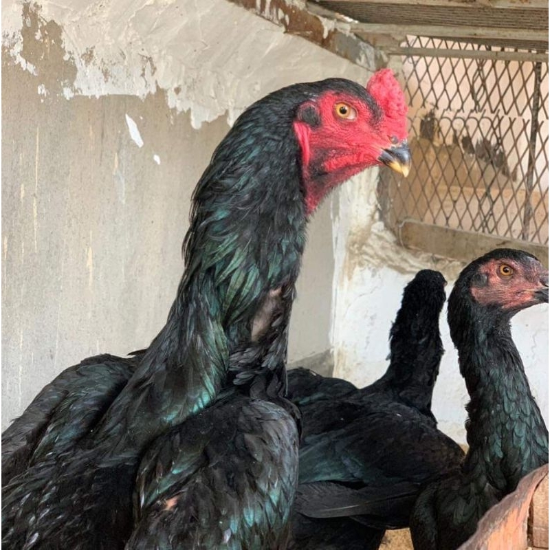 

Telur shamo eropa fertil